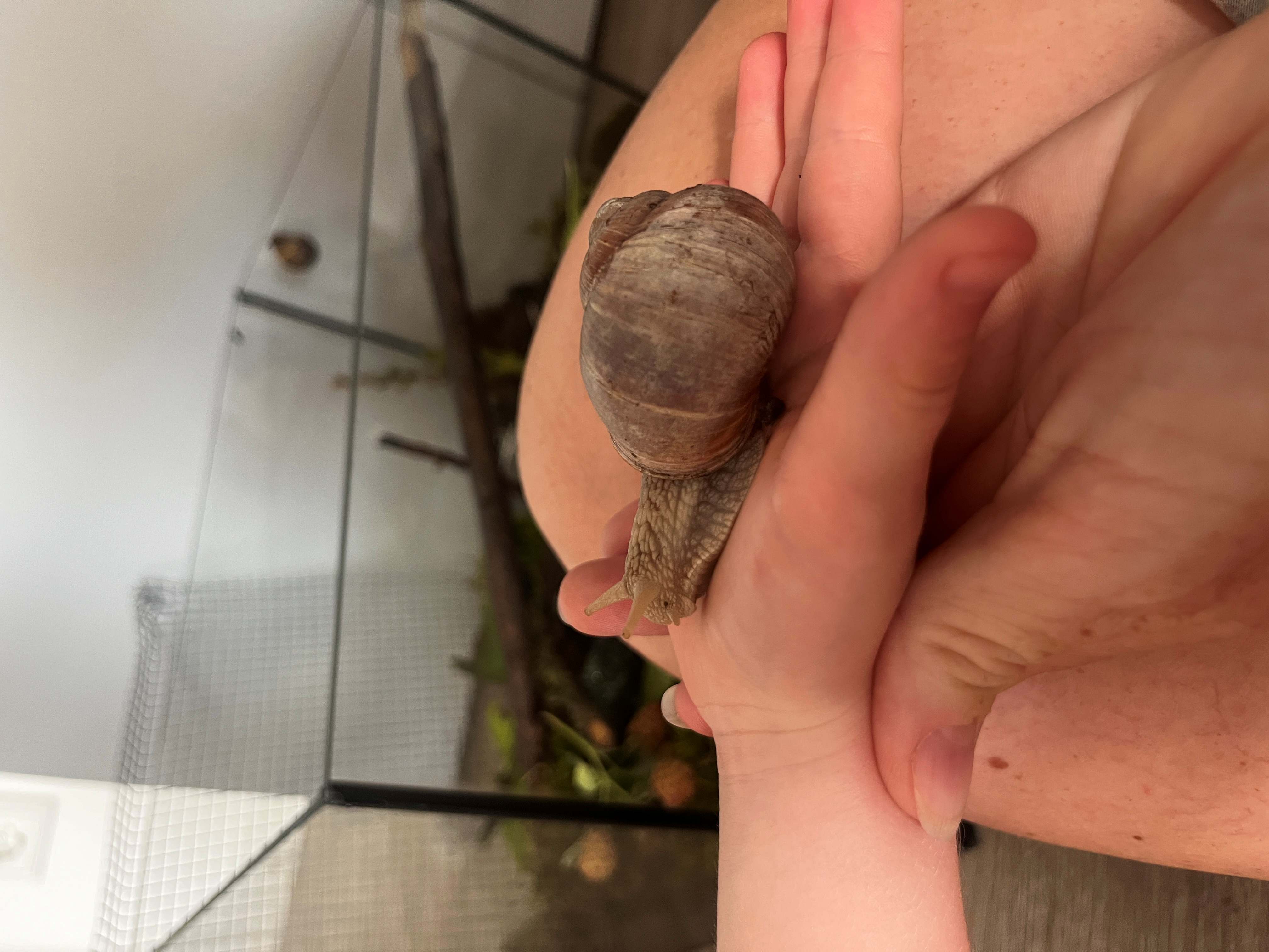 Schnecke 0